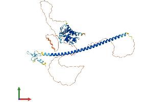 AlphaFold protein structure predicition of Mouse Recombinant Rufy4 Protein, UniprotID Q3TYX8 (RUFY4 Protein (AA 1-563) (His tag))