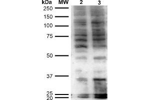 Western Blot analysis of Human Cervical Cancer cell line (HeLa) showing detection of Hexanoyl-Lysine adduct-BSA using Mouse Anti-Hexanoyl-Lysine adduct Monoclonal Antibody, Clone 5D9 . (Hexanoyl-Lysine Adduct (HEL) antibody (Atto 488))