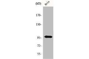 Western Blot analysis of HeLa cells using GAP1-InsP4 BP Polyclonal Antibody (RASA3 antibody  (Internal Region))