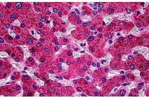 Anti-APOH / Apolipoprotein H antibody IHC staining of human liver. (APOH antibody)