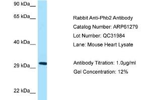 Western Blotting (WB) image for anti-Prohibitin 2 (PHB2) (Middle Region) antibody (ABIN2788747) (Prohibitin 2 antibody  (Middle Region))