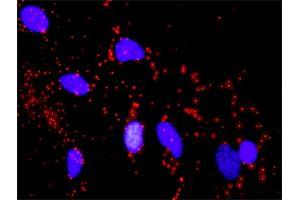 Proximity Ligation Analysis of protein-protein interactions between CDKN1A and MDM2. (p21 antibody  (AA 1-164))
