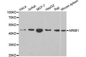 Western blot analysis of extracts of various cell lines, using NR0B1 antibody. (NR0B1 antibody  (AA 1-260))