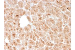 Formalin-fixed, paraffin-embedded human pancreas stained with LMO2 Mouse Monoclonal Antibody (rLMO2/1971). (Recombinant LMO2 antibody  (AA 23-140))