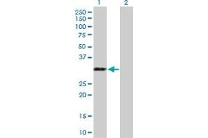Western Blot analysis of RYBP expression in transfected 293T cell line by RYBP MaxPab polyclonal antibody. (RYBP antibody  (AA 1-228))