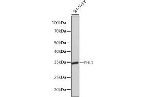 Western blot analysis of extracts of SH-SY5Y cells, using FHL1 Rabbit mAb (ABIN1680536, ABIN3019332, ABIN3019333 and ABIN7101753) at 1:1000 dilution.