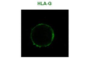 Immunofluorescence staining of HLA-G1 transfectants (LCL-HLA-G1) using anti-human HLA-G () Alexa Fluor ® 488 Fab-fragment. (HLAG antibody  (PE))