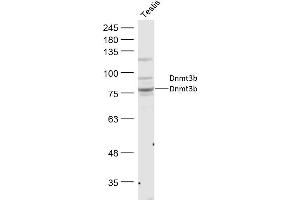 Mouse Testis lysates probed with Dnmt3b Polyclonal Antibody, Unconjugated  at 1:300 dilution and 4˚C overnight incubation. (DNMT3B antibody  (AA 251-350))
