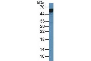 Rabbit Detection antibody from the kit in WB with Positive Control: Human serum. (Vitamin D-Binding Protein CLIA Kit)