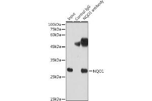 Immunoprecipitation analysis of 300 μg extracts of HeLa cells using 3 μg NQO1 antibody (ABIN7268795).