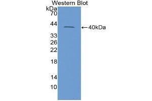 Detection of Recombinant INSL3, Rat using Polyclonal Antibody to Insulin Like Protein 3 (INSL3) (INSL3 antibody  (AA 63-129))