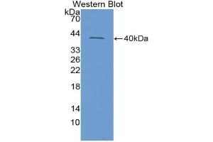 Detection of Recombinant INSL3, Rat using Polyclonal Antibody to Insulin Like Protein 3 (INSL3) (Insulin Like Protein 3 (AA 63-129) antibody)