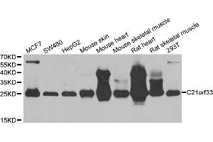 Western blot analysis of extracts of various cell lines, using C21orf33 antibody.