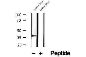 PIK3IP1 Antikörper  (N-Term)
