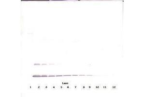 Image no. 3 for anti-Interleukin 2 (IL2) antibody (Biotin) (ABIN465290) (IL-2 antibody  (Biotin))