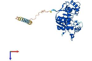 alpha-N-Acetylgalactosaminide alpha-2,6-Sialyltransferase 3 (SIA7C) (AA 1-305) protein (His tag)