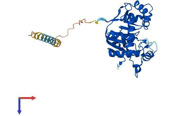 alpha-N-Acetylgalactosaminide alpha-2,6-Sialyltransferase 3 (SIA7C) (AA 1-305) protein (His tag)