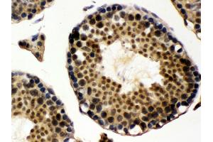 Anti- UBE1C Picoband antibody,IHC(P) IHC(P): Rat Testis Tissue (UBA3 antibody  (C-Term))