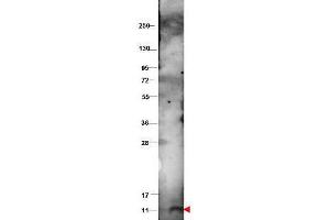 Western blot using  protein-A purified anti-bovine CXCL10 antibody shows detection of recombinant bovine CXCL10 at 9. (CXCL10 antibody)