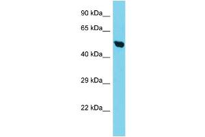 Host: Rabbit Target Name: TIMM50 Sample Type: HepG2 Whole Cell lysates Antibody Dilution: 1. (TIMM50 antibody  (C-Term))
