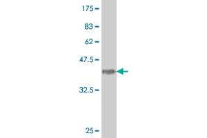 Western Blot detection against Immunogen (38. (HOXA5 antibody  (AA 91-200))