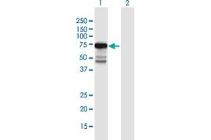 Western Blot analysis of KIAA0020 expression in transfected 293T cell line by KIAA0020 MaxPab polyclonal antibody. (KIAA0020 antibody  (AA 1-648))