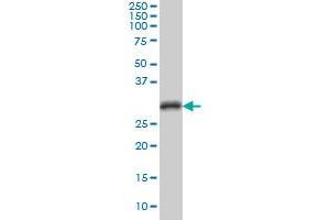 CDC2 monoclonal antibody (M04), clone 8F1 Western Blot analysis of CDC2 expression in Hela S3 NE . (CDK1 antibody  (AA 211-297))