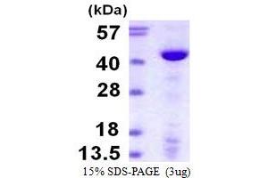 SDS-PAGE (SDS) image for Polymerase (DNA Directed), beta (POLB) (AA 1-335) protein (His tag) (ABIN667538)