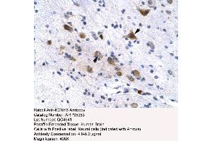 Human Brain (KCNH6 antibody  (N-Term))