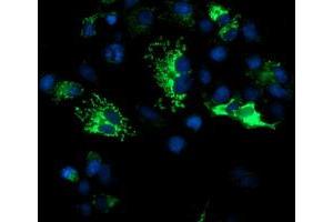 Anti-DLD mouse monoclonal antibody (ABIN2454951) immunofluorescent staining of COS7 cells transiently transfected by pCMV6-ENTRY DLD (RC200639). (DLD antibody)