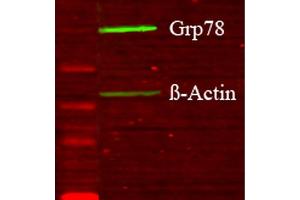 Western blot analysis of Human Glucose deprived glia cell lysates showing detection of GRP78 protein using Rabbit Anti-GRP78 Polyclonal Antibody . (GRP78 antibody  (N-Term) (APC))