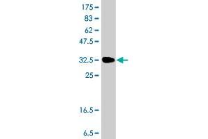 Western Blot detection against Immunogen (36. (SPR antibody  (AA 164-260))
