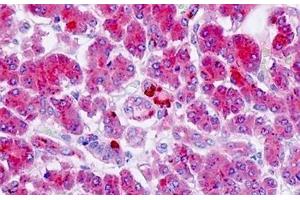 Human Pancreas: Formalin-Fixed, Paraffin-Embedded (FFPE) (GPR142 antibody  (AA 1-50))