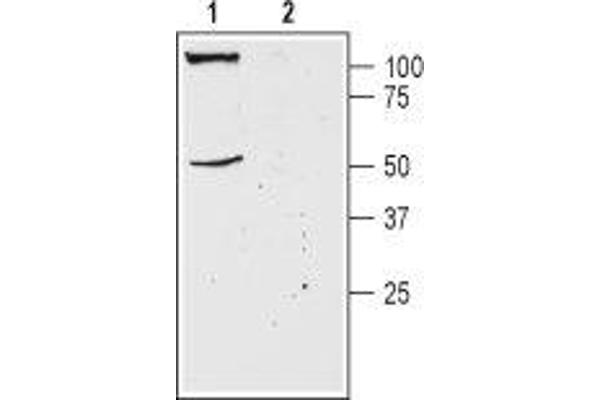 KCNK18 antibody  (1st Extracellular Loop)