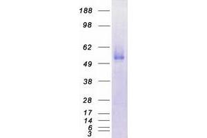 Validation with Western Blot (PLXDC1 Protein (Myc-DYKDDDDK Tag))