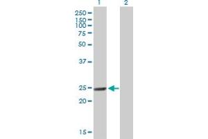Western Blot analysis of MTHFD2 expression in transfected 293T cell line by MTHFD2 MaxPab polyclonal antibody. (MTHFD2 antibody  (AA 1-248))
