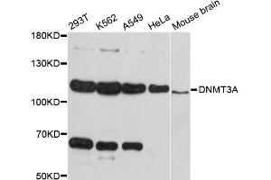 Western blot analysis of extracts of various cell lines, using DNMT3A antibody (ABIN4903498) at 1:3000 dilution. (DNMT3A antibody)