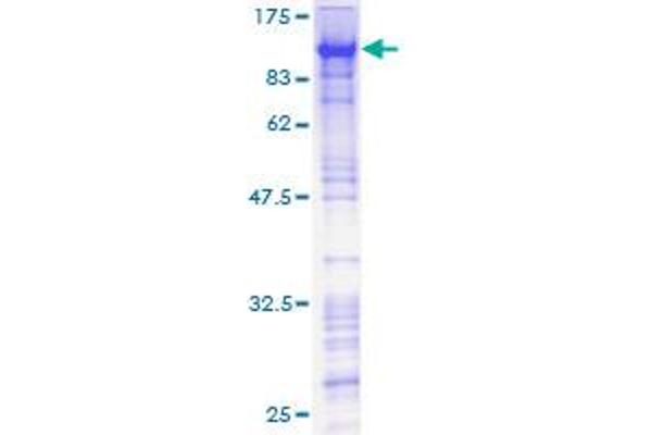 ZNF143 Protein (AA 1-626) (GST tag)