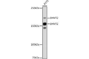 Western blot analysis of extracts of  cells, using EHMT2 antibody (ABIN7265616) at 1:1000 dilution. (EHMT2 antibody)