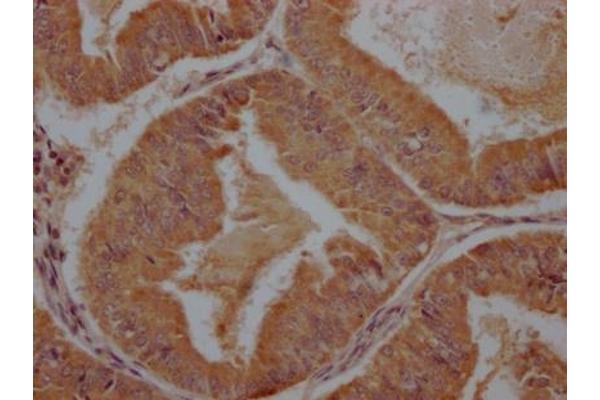 PCDHb7 antibody  (AA 463-682)