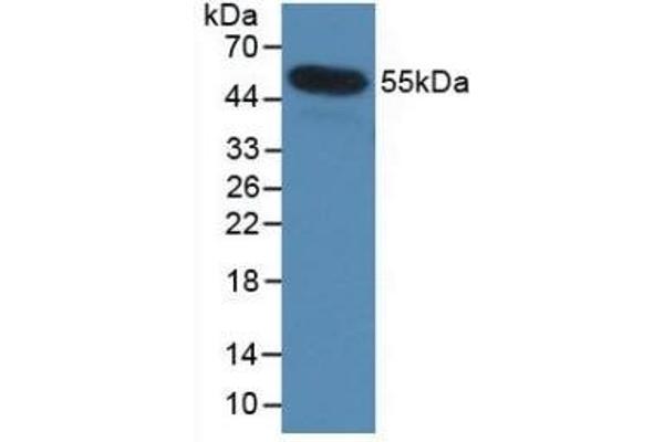 Interleukin 35 anticorps  (AA 23-219)