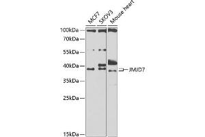 Western blot analysis of extracts of various cell lines, using JMJD7 antibody (ABIN6131500, ABIN6142660, ABIN6142661 and ABIN6223279) at 1:1000 dilution. (JMJD7 antibody  (AA 1-316))