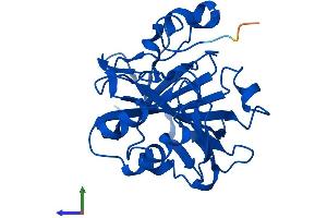 AlphaFold protein structure predicition of Human Recombinant CA13 Protein, UniprotID Q8N1Q1