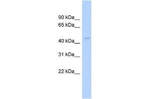 WB Suggested Anti-ACTL6A Antibody Titration: 0. (BAF53A antibody  (N-Term))
