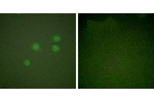 Peptide - +Immunofluorescence analysis of A549 cells, using Cyclinantibody. (Cyclin E1 antibody)