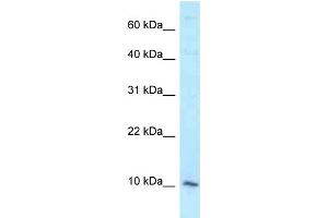 WB Suggested Anti-DAP Antibody Titration: 1. (DAP antibody  (Middle Region))