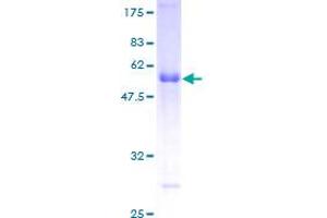 RGS19 Protein (AA 1-217) (GST tag)