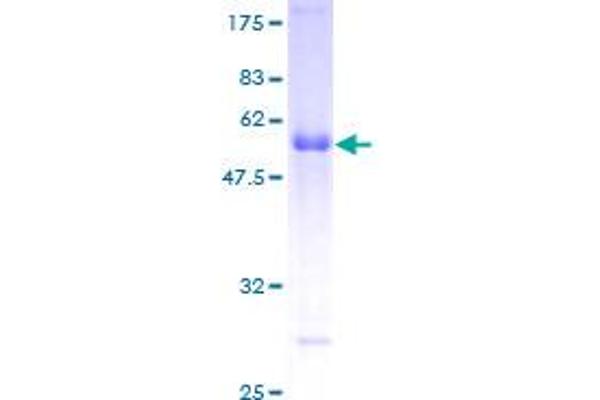 RGS19 Protein (AA 1-217) (GST tag)