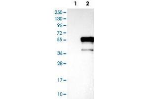Western Blot analysis of Lane 1: negative control (vector only transfected HEK293T cell lysate) and Lane 2: over-expression lysate (co-expressed with a C-terminal myc-DDK tag in mammalian HEK293T cells) with DMRT1 polyclonal antibody .