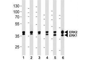 Western Blotting (WB) image for anti-Mitogen-Activated Protein Kinase 1/3 (MAPK1/3) antibody (ABIN3031826)